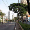 Retirada de abelha no bairro da Mooca