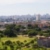 Retirada de Abelha em Santana