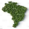 Remoção de Abelha no Brasil