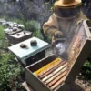 Apicultor para retirada de abelhas